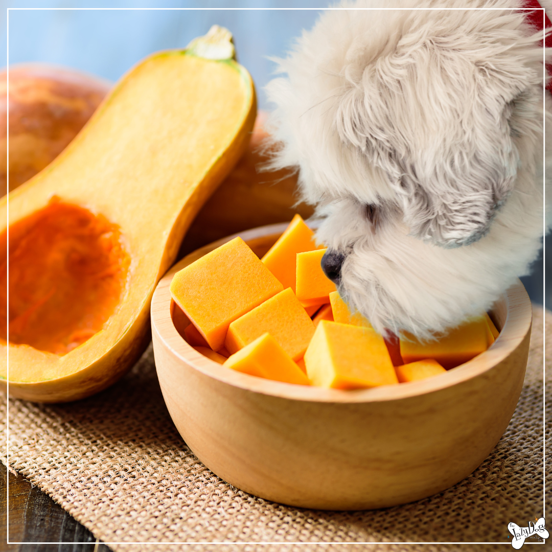 Is butternut squash ok for dogs online