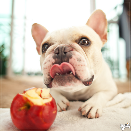 An Apple a Day Keeps the Vet Away: The Pawsitive Benefits of Apples for Your Furry Friend
