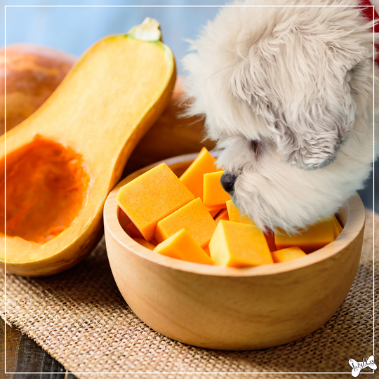 Can Dogs Have Butternut Squash? Is Butternut Squash Safe for our Dogs?