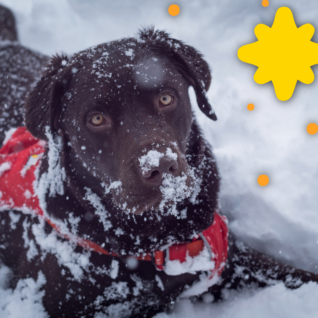 Fun Winter Activities to Enjoy With Your Dog: Cold-Weather Adventures ...