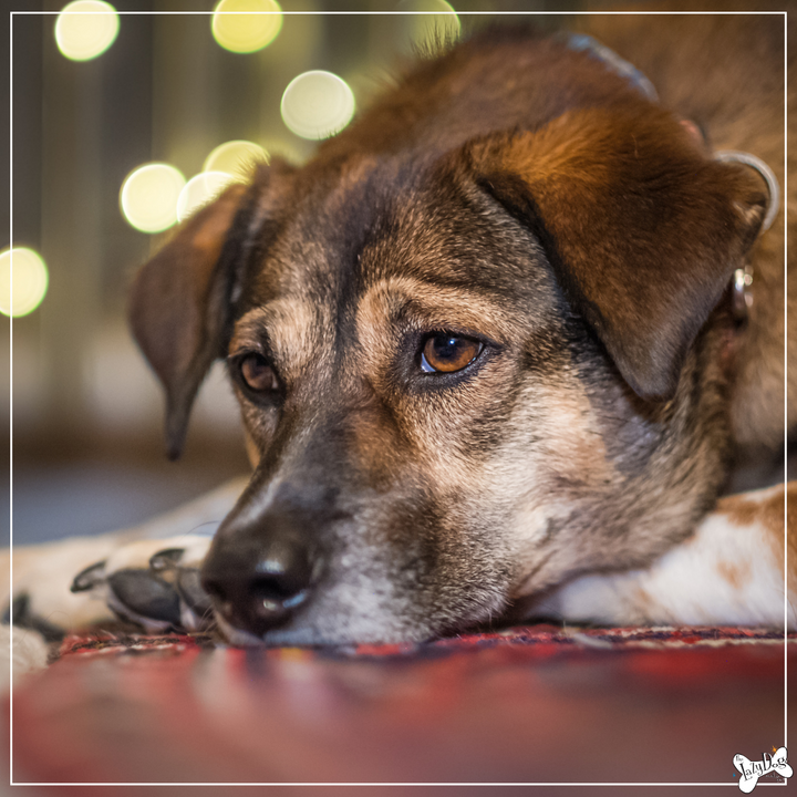 List of bad foods for dogs clearance