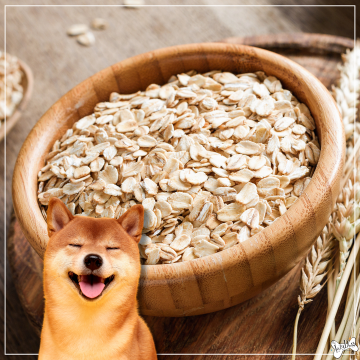 Unleashing the Healthy Life The Incredible Benefits of Oats for Dogs The Lazy Dog Cookie Co