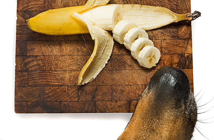 Going Bananas: Why Dogs Go Bonkers for This Healthy Snack!