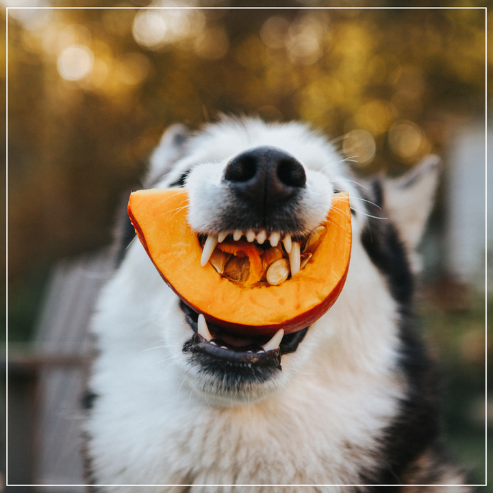 The Pumpkin Power: Is it really good for my dog?