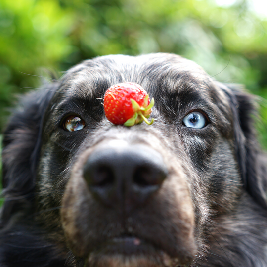 Pawsitively Sweet and Healthy: The Nutritional Benefits of Strawberries in Dog Treats