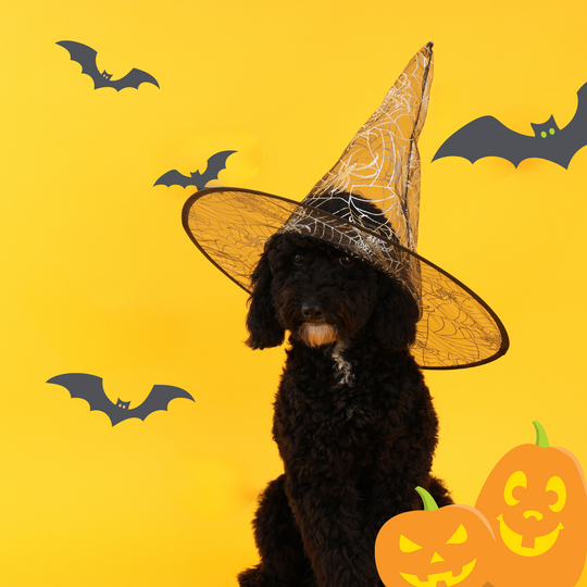 How to Make Halloween Dog-Friendly: Fun & Safe Fall Activities for Pups
