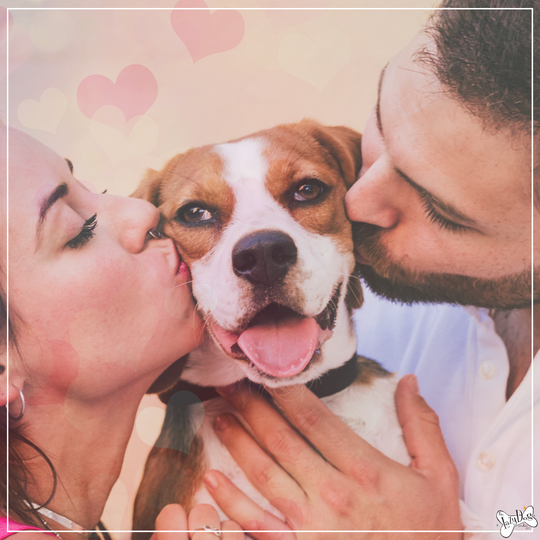 Unraveling the Dog Love Language: Embrace the Perfect Ways to Show Your Canine You Love Them This Valentine's Day