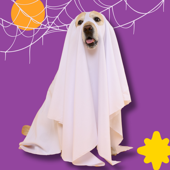 Fall & Halloween Collection