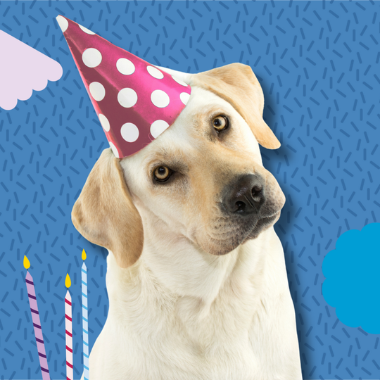 Birthday & Gotcha Day Collection