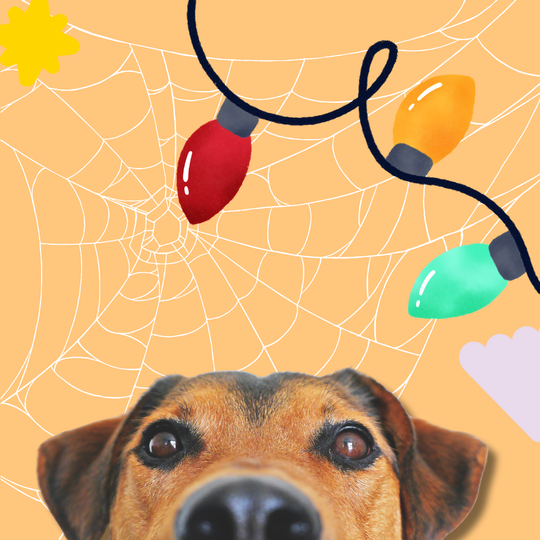 Seasonal Flavors Collection